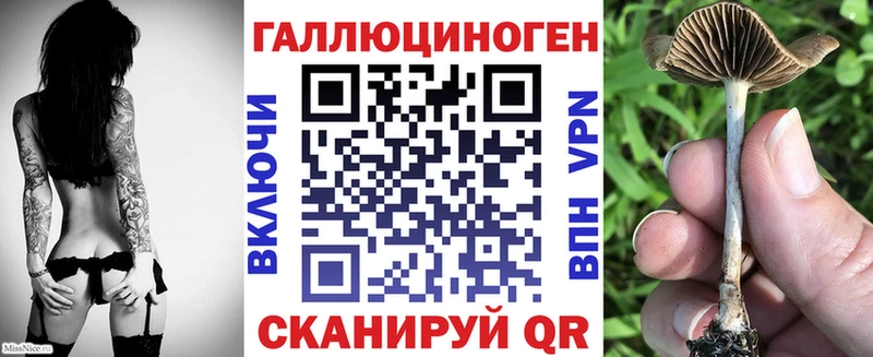 Псилоцибиновые грибы Psilocybe  где можно купить наркотик  Терек 